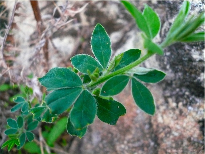 Cytisus villosus